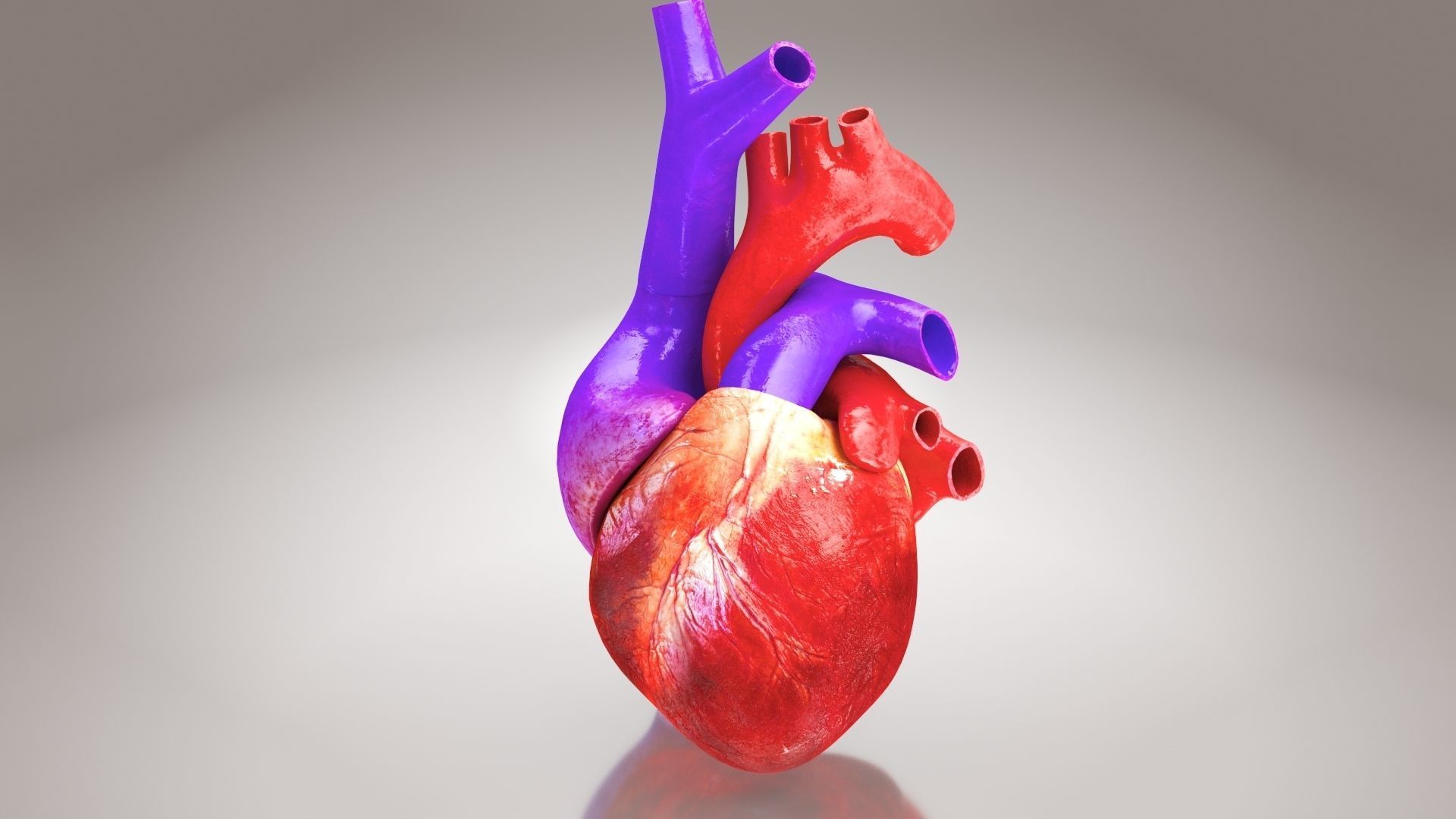 Animated Human Heart Anatomy 8K with cross-section Low-poly 3D model_14