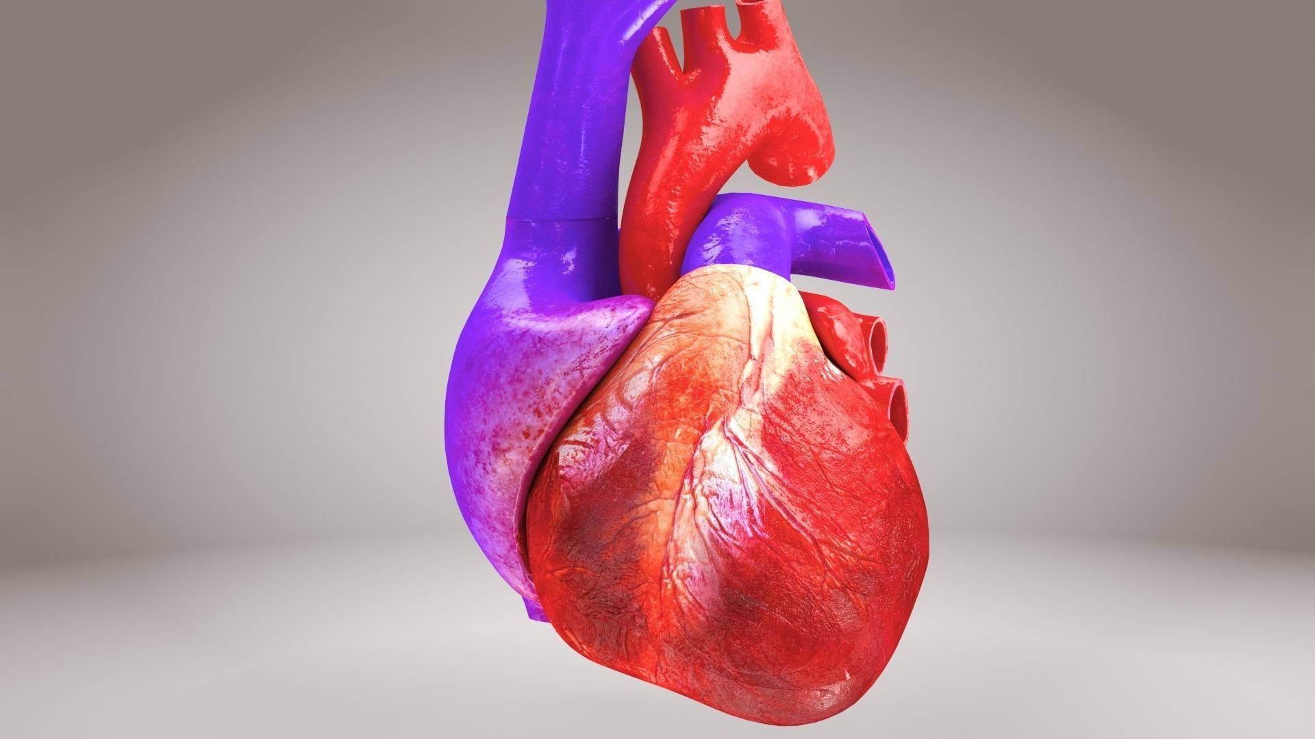 Animated Human Heart Anatomy 8K with cross-section Low-poly 3D model_19
