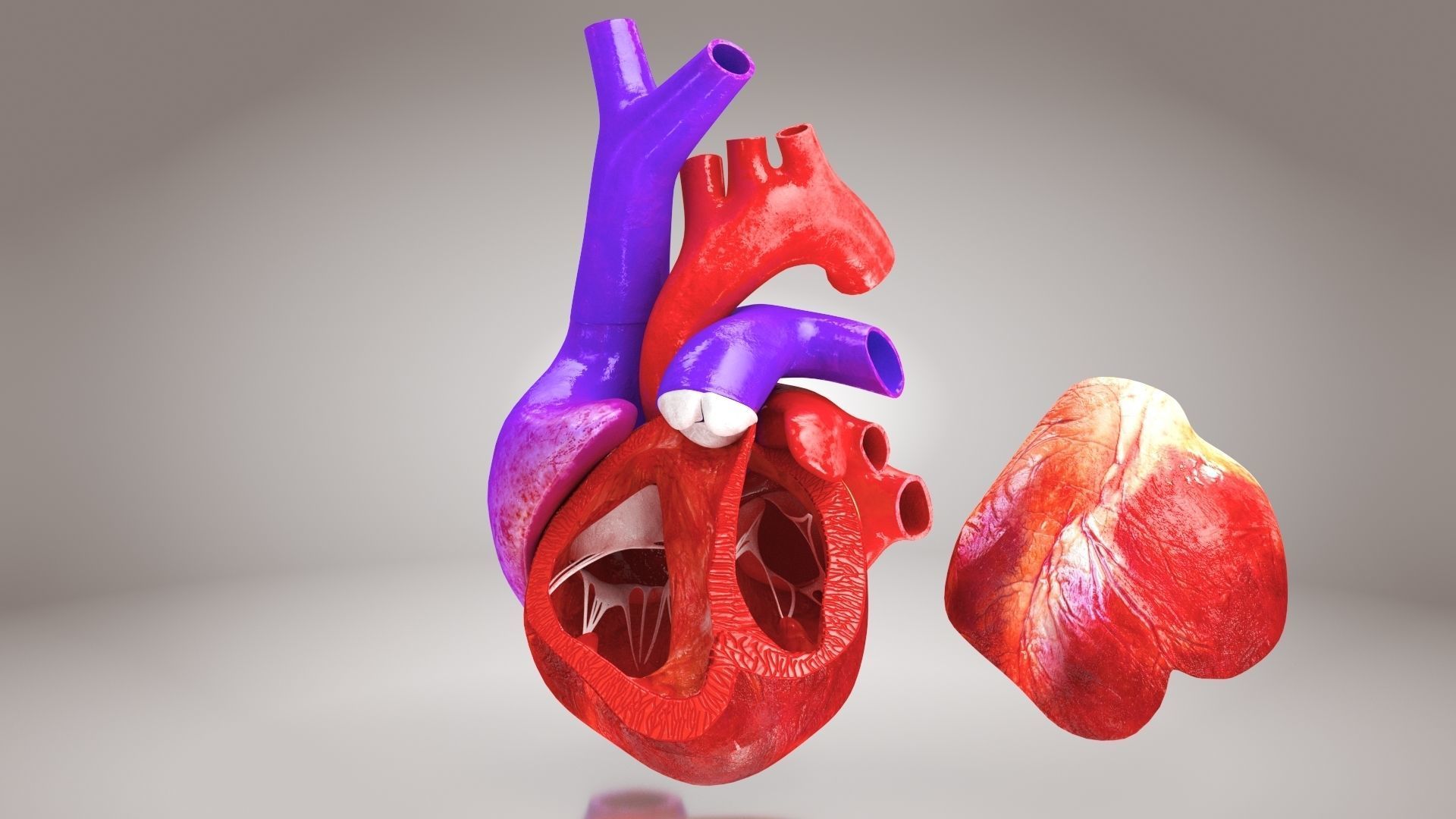 Animated Human Heart Anatomy 8K with cross-section Low-poly 3D model_15