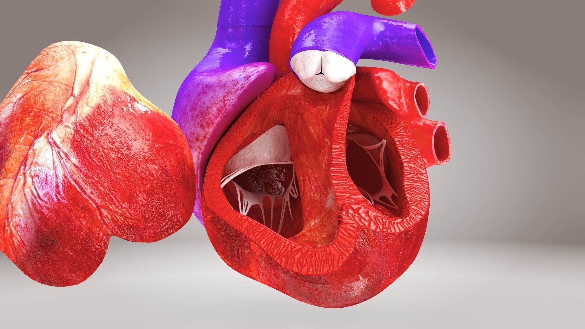 Animated Human Heart Anatomy 8K with cross-section Low-poly 3D model_8