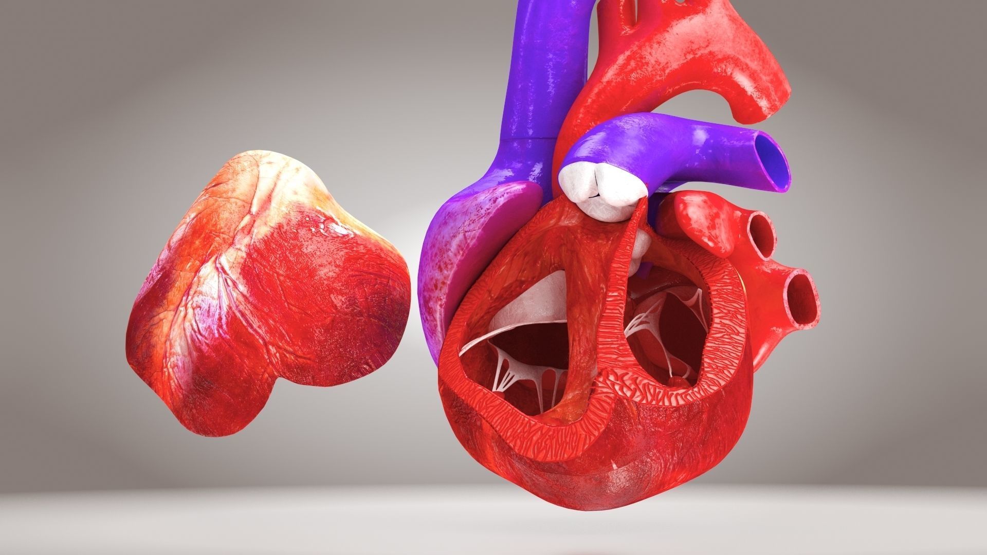 Animated Human Heart Anatomy 8K with cross-section Low-poly 3D model_16