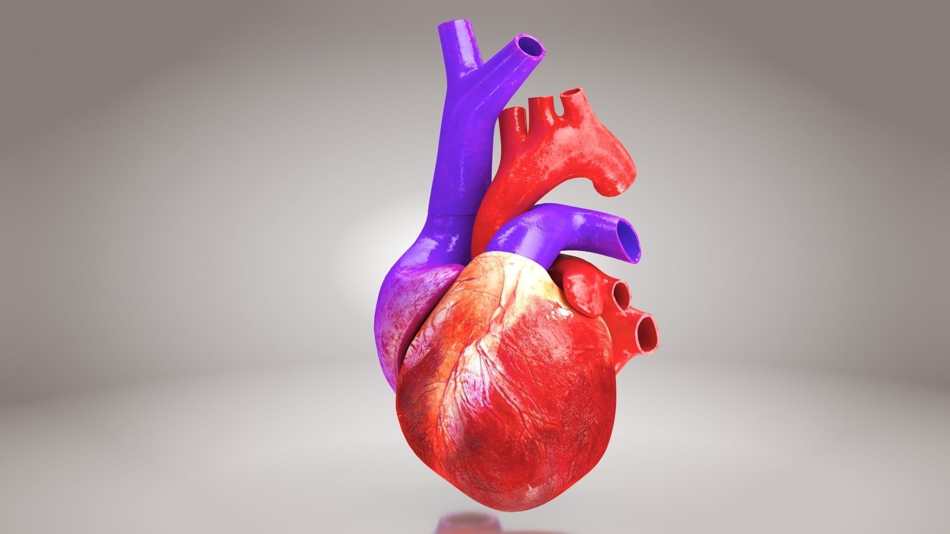 Animated Human Heart Anatomy 8K with cross-section Low-poly 3D model_5
