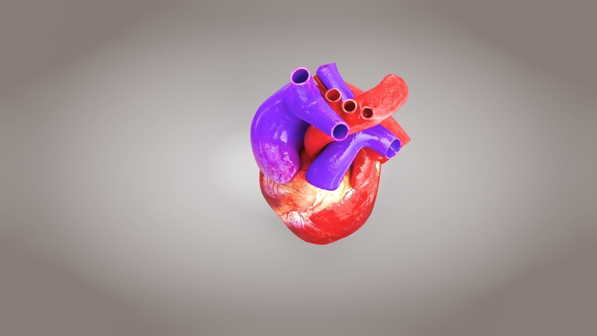 Animated Human Heart Anatomy 8K with cross-section Low-poly 3D model_7