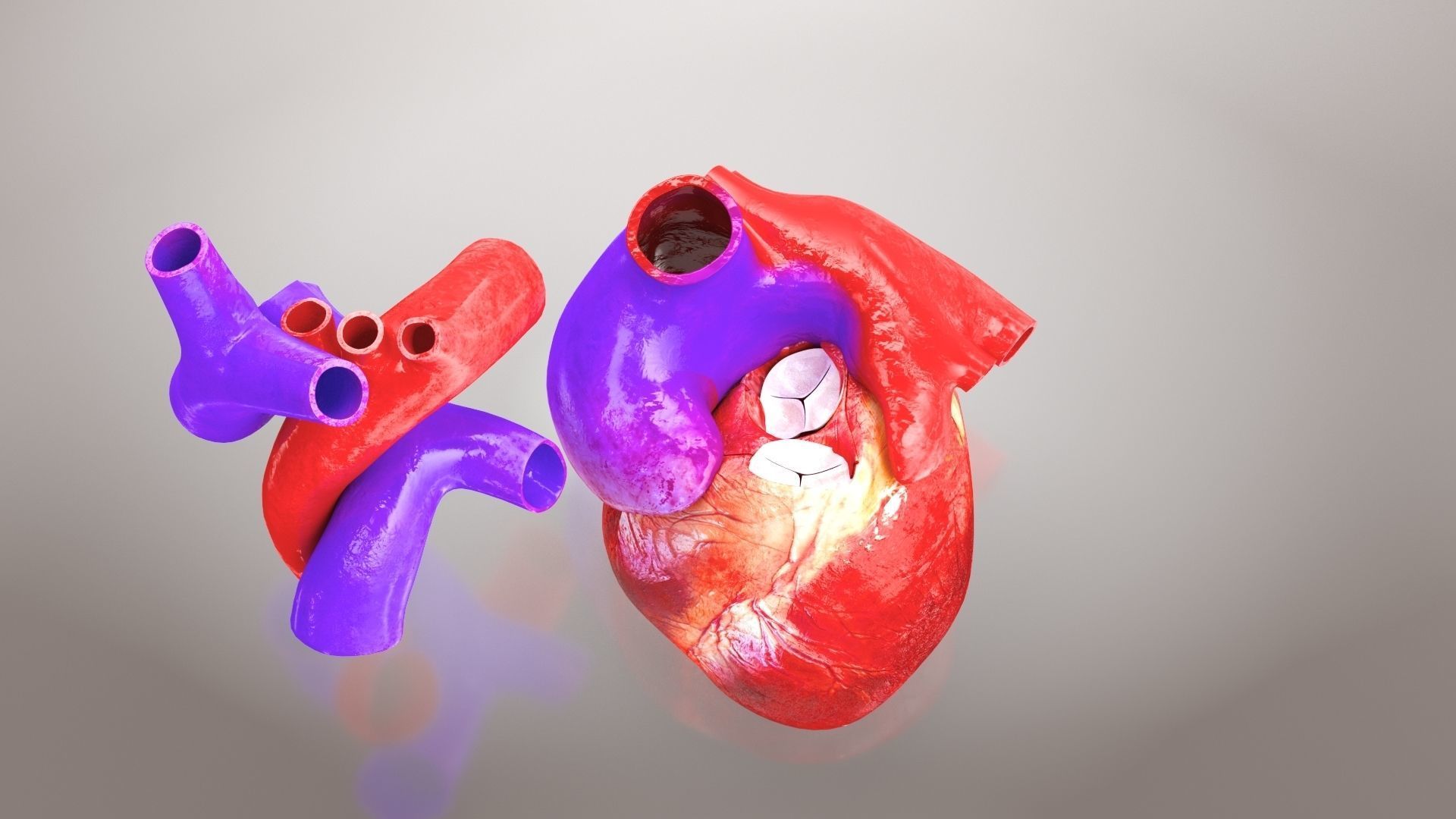 Animated Human Heart Anatomy 8K with cross-section Low-poly 3D model_10