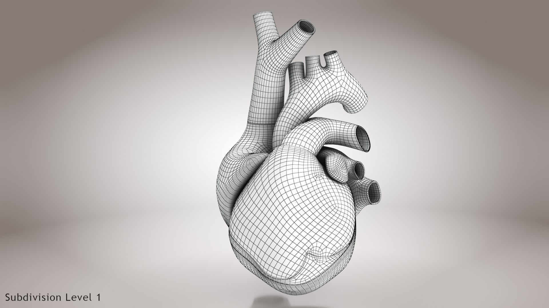 Animated Human Heart Anatomy 8K with cross-section Low-poly 3D model_35