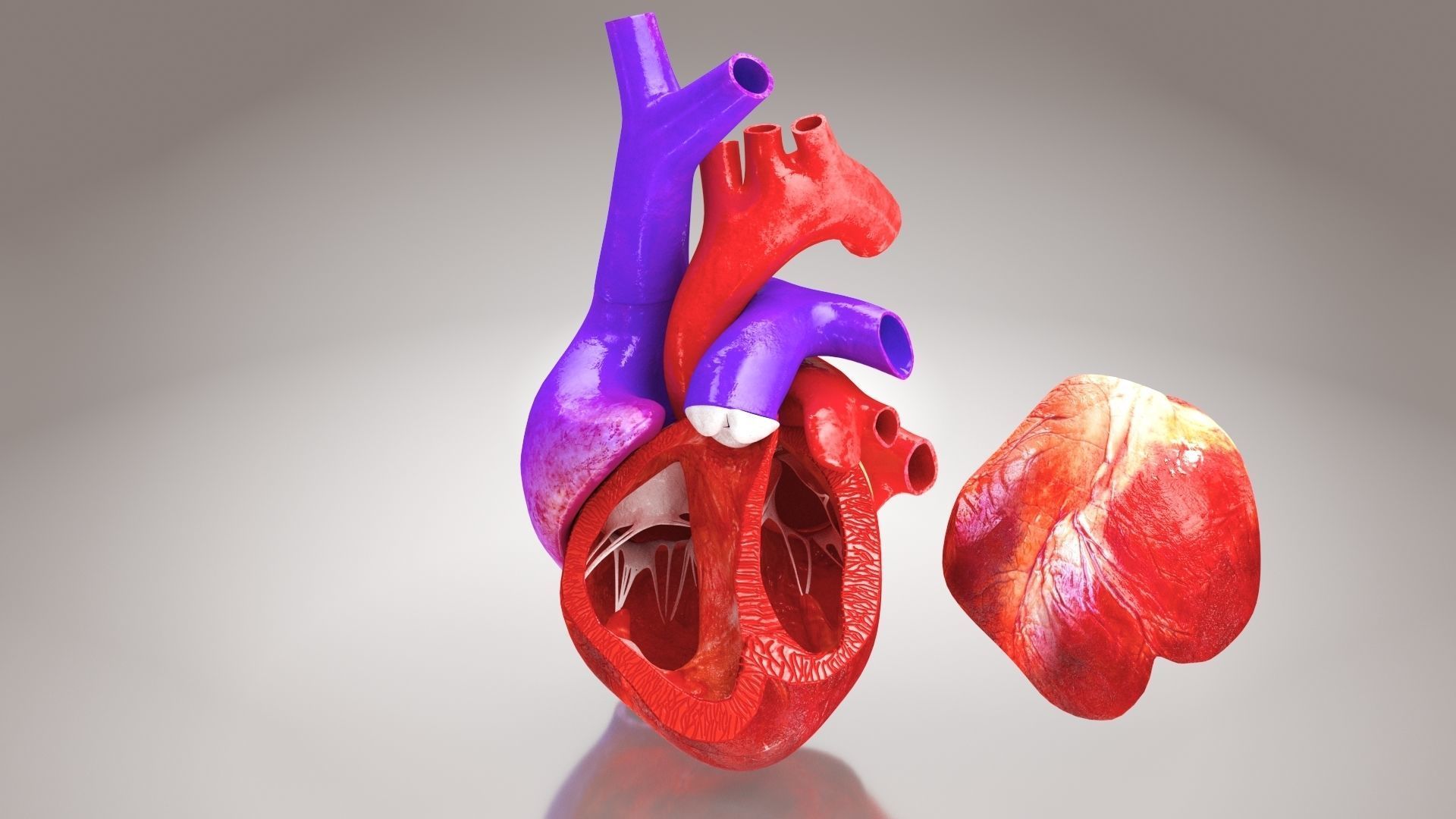 Animated Human Heart Anatomy 8K with cross-section Low-poly 3D model_13