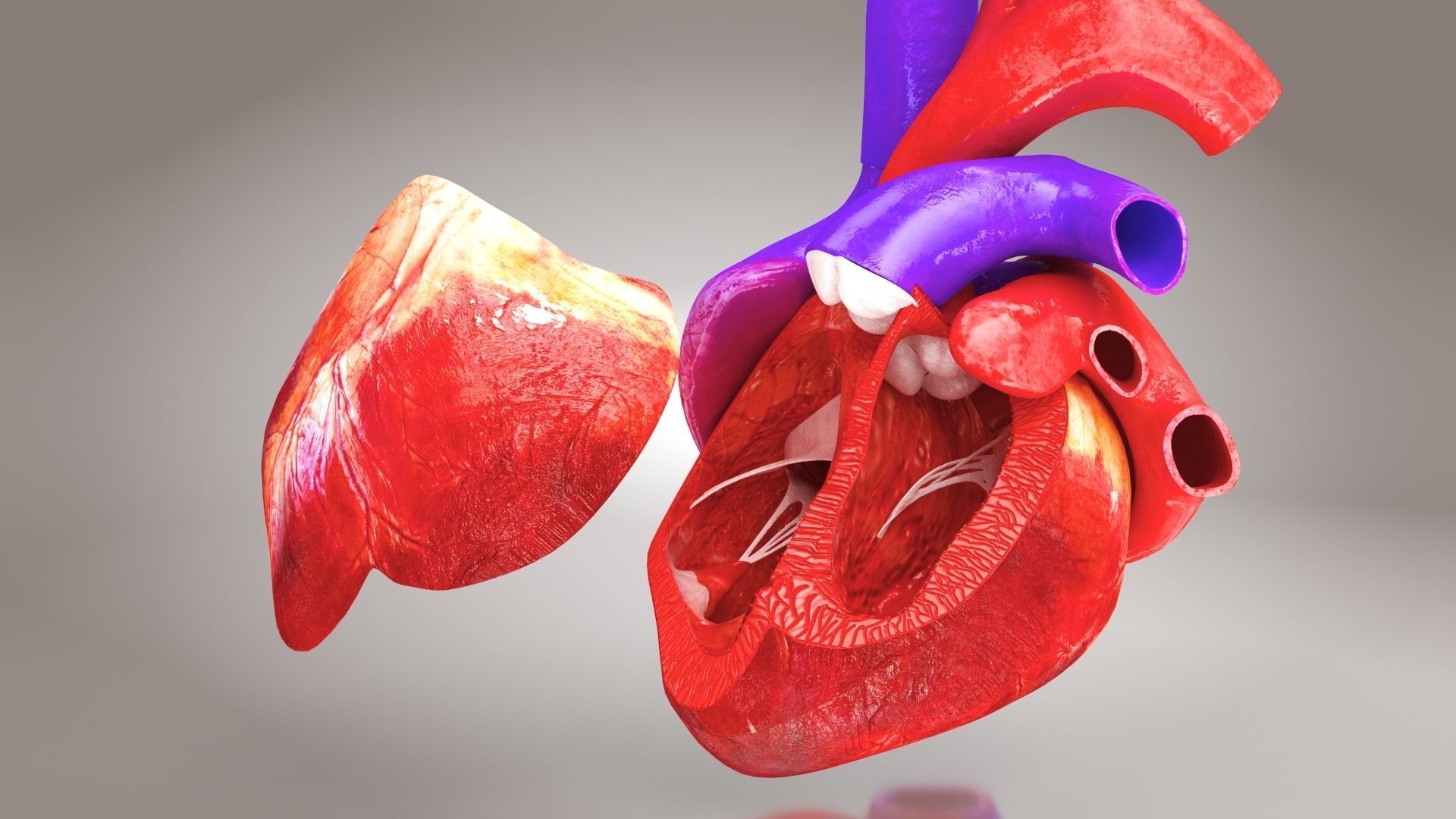 Animated Human Heart Anatomy 8K with cross-section Low-poly 3D model_18