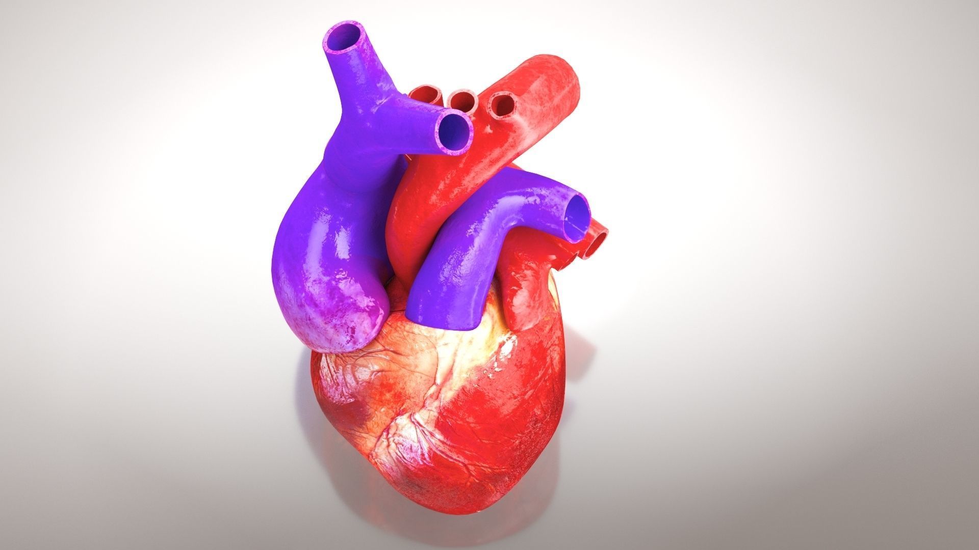 Animated Human Heart Anatomy 8K with cross-section Low-poly 3D model_9