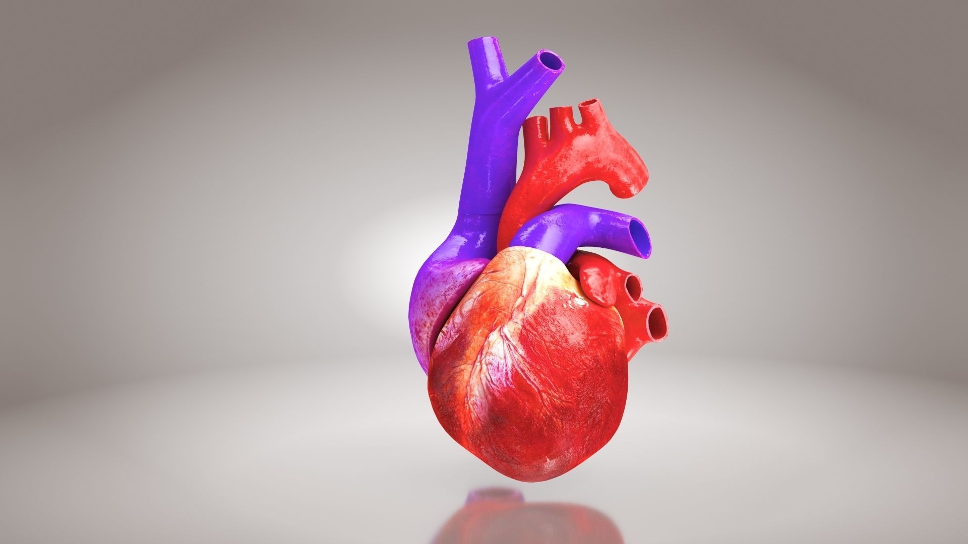Animated Human Heart Anatomy 8K with cross-section Low-poly 3D model_20