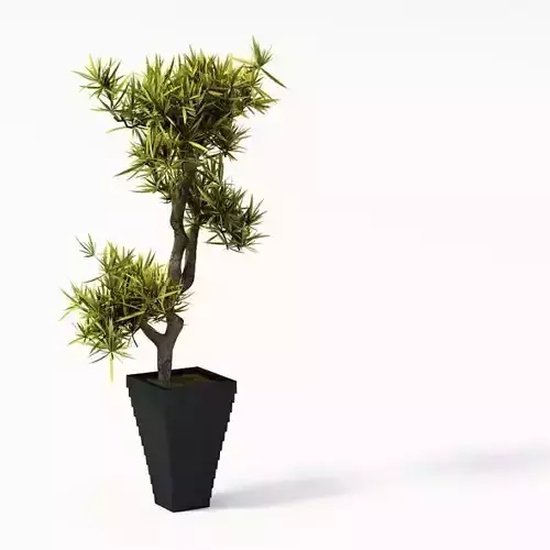 Plant In Black Planter