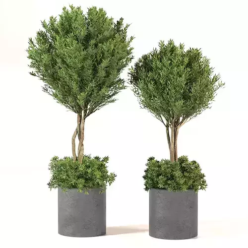 Indoor Plants in Concrete Pot-set 01