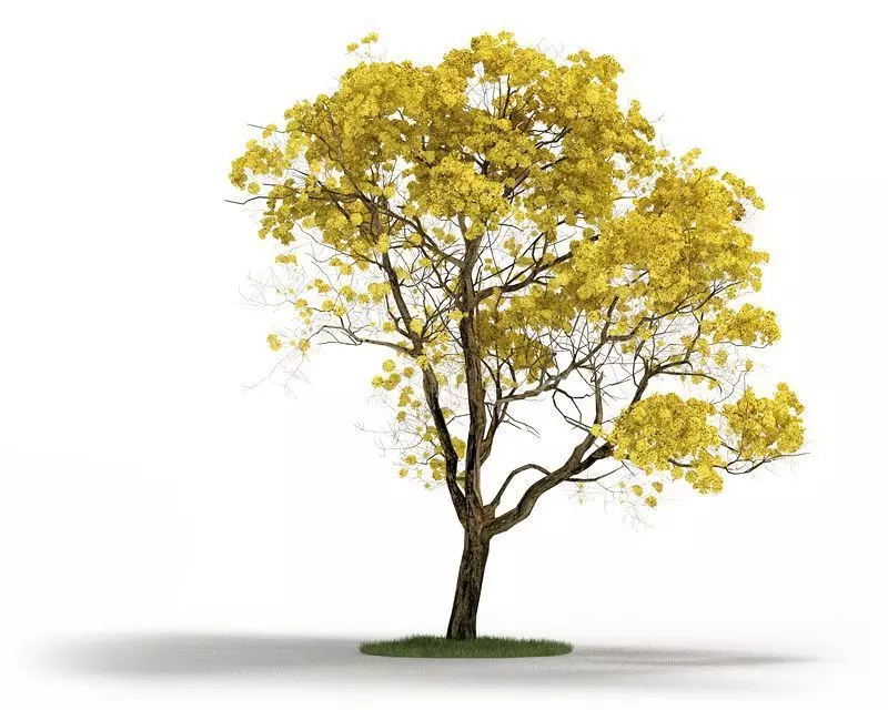 Plant Tabebuia Chrysantha 3D model_0