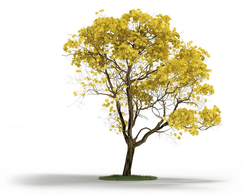 3D Plant Tabebuia Chrysantha | CGTrader
