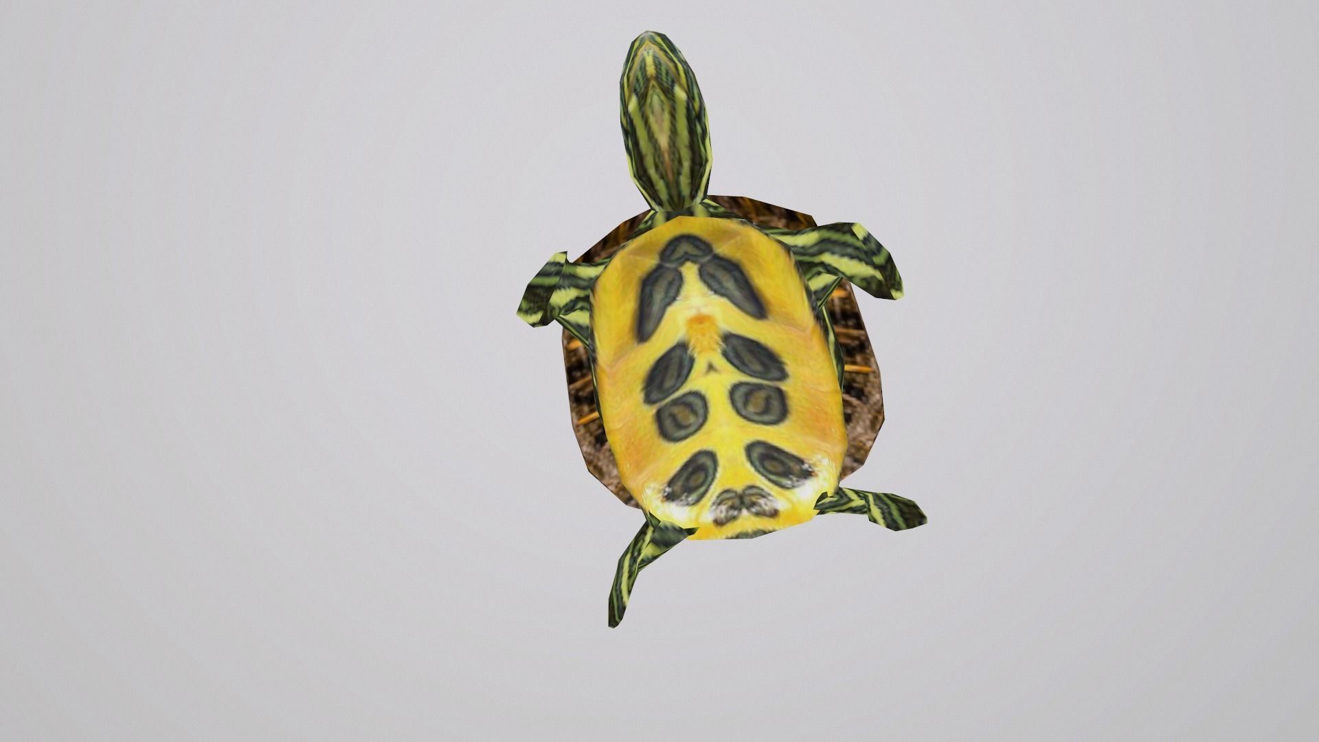 PSX Style Turtle Low-poly 3D model_7