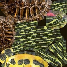 PSX Style Turtle Low-poly 3D model_10