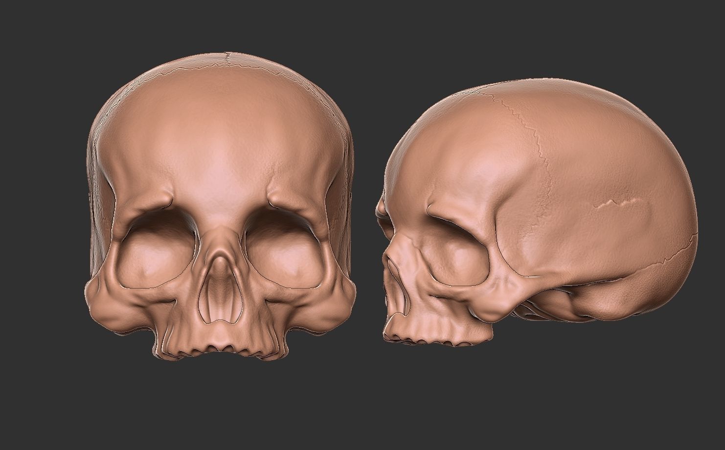 Skull No Jaw For 3D Printing 3D print model_3