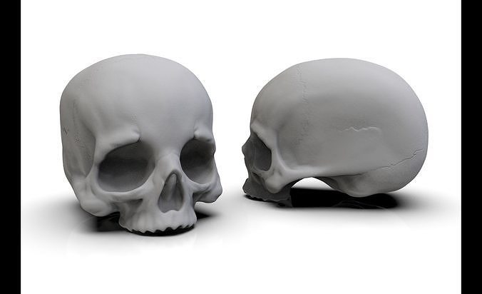 Skull No Jaw For 3D Printing 3D print model