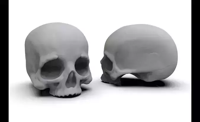 Skull No Jaw For 3D Printing