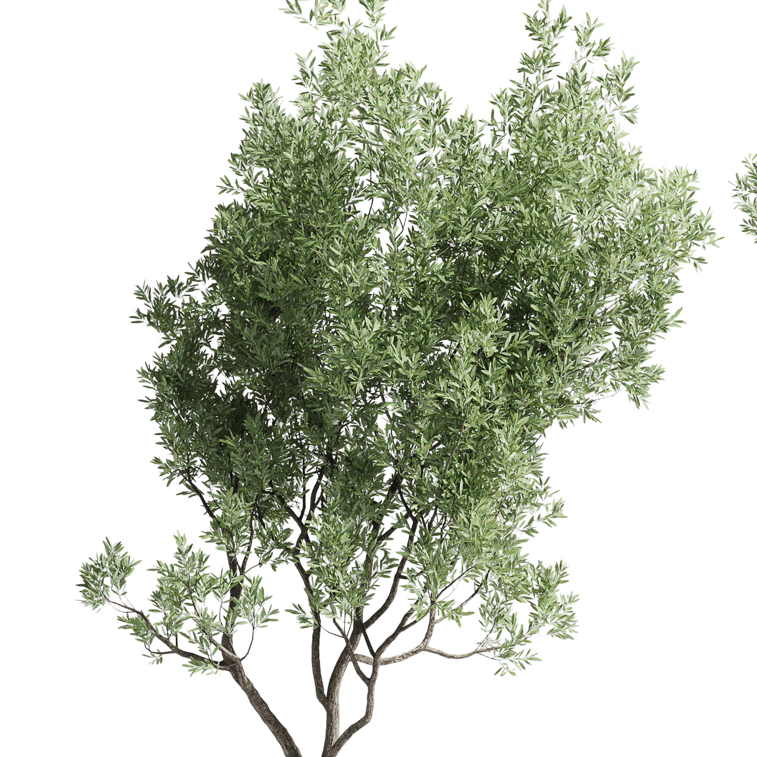 Olive tree in an pattern concrete vase indoor 195 3D model_2