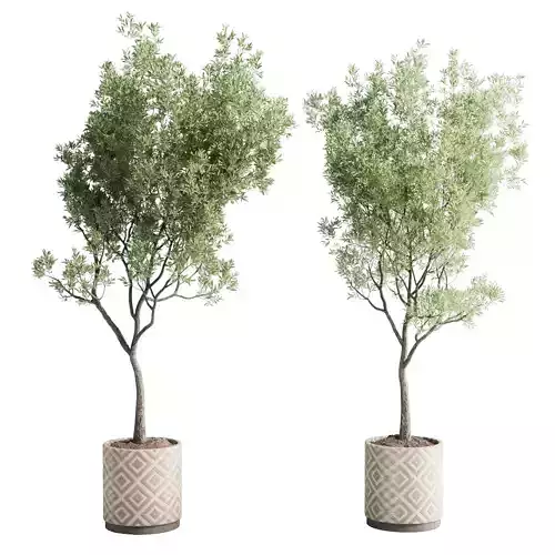 Olive tree in an pattern concrete vase indoor 195