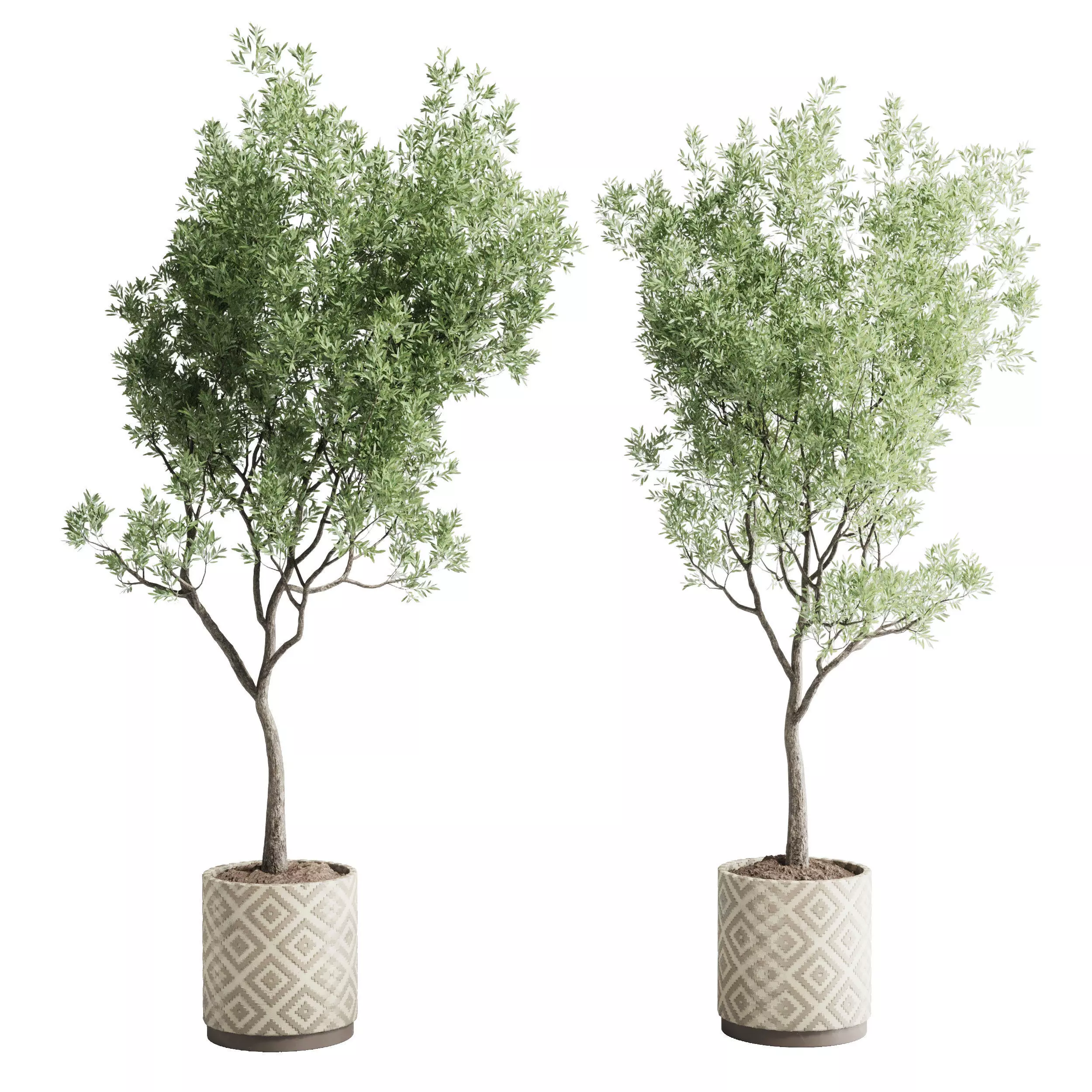Olive tree in an pattern concrete vase indoor 195 3D model_0