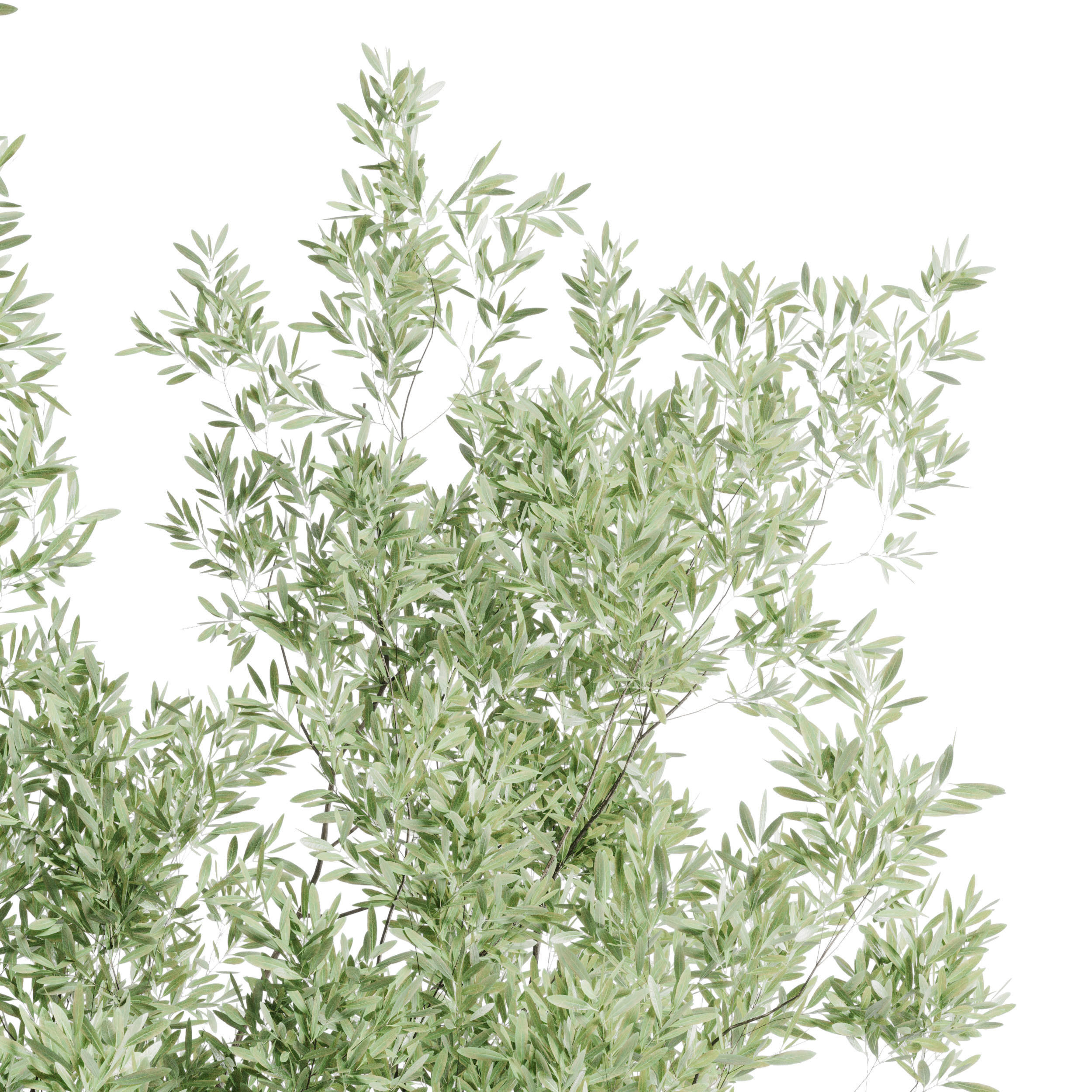 Olive tree in an pattern concrete vase indoor 195 3D model_4