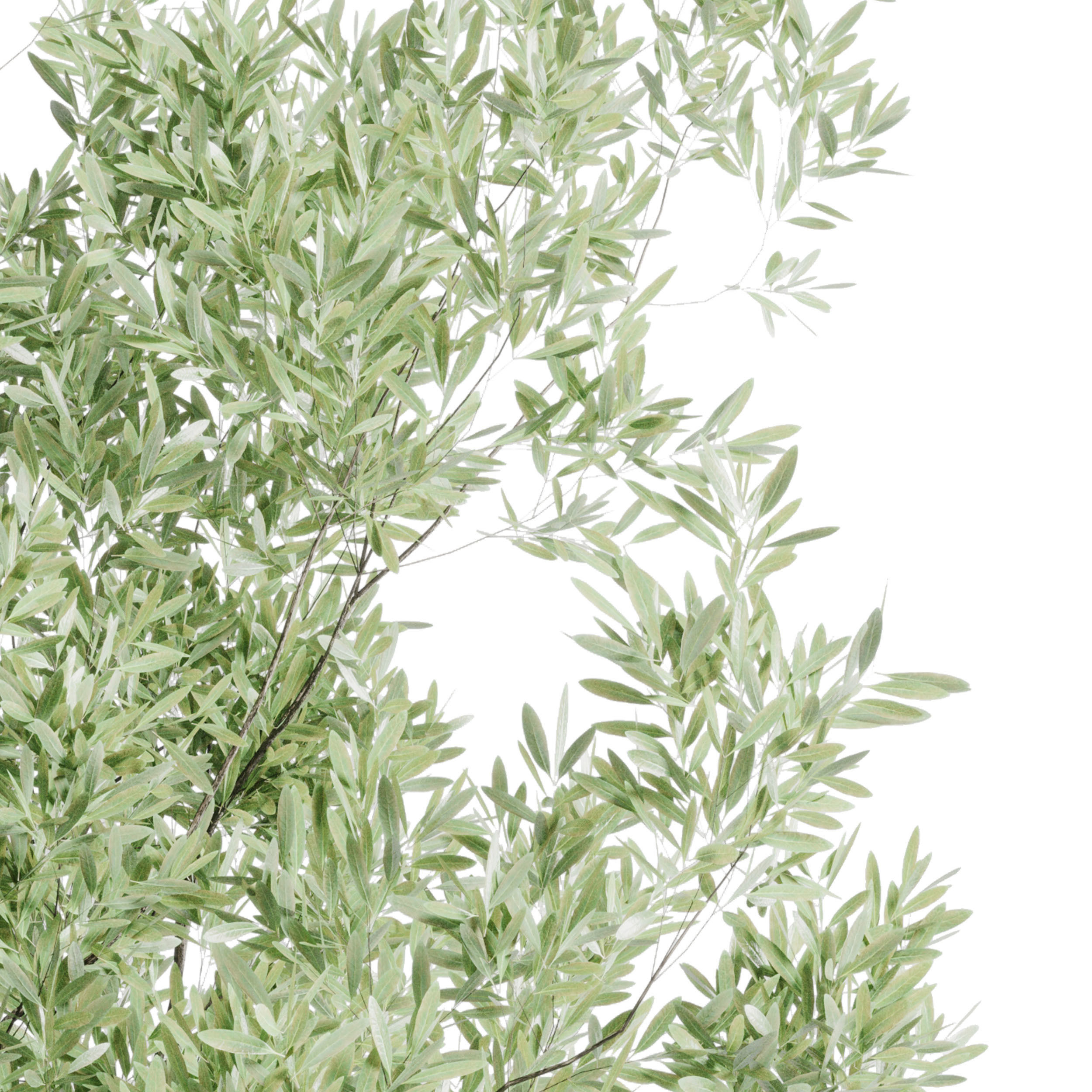 Olive tree in an pattern concrete vase indoor 195 3D model_5