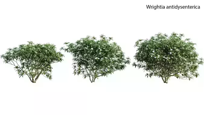 Wrightia antidysenterica