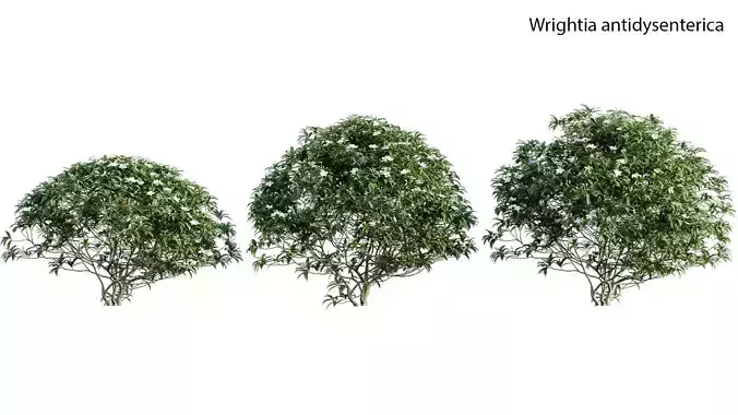 Wrightia antidysenterica 02