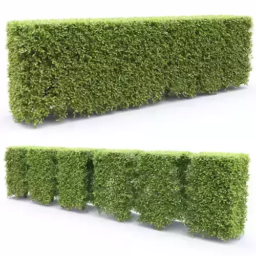 Ligustrum hedge 05 3D model