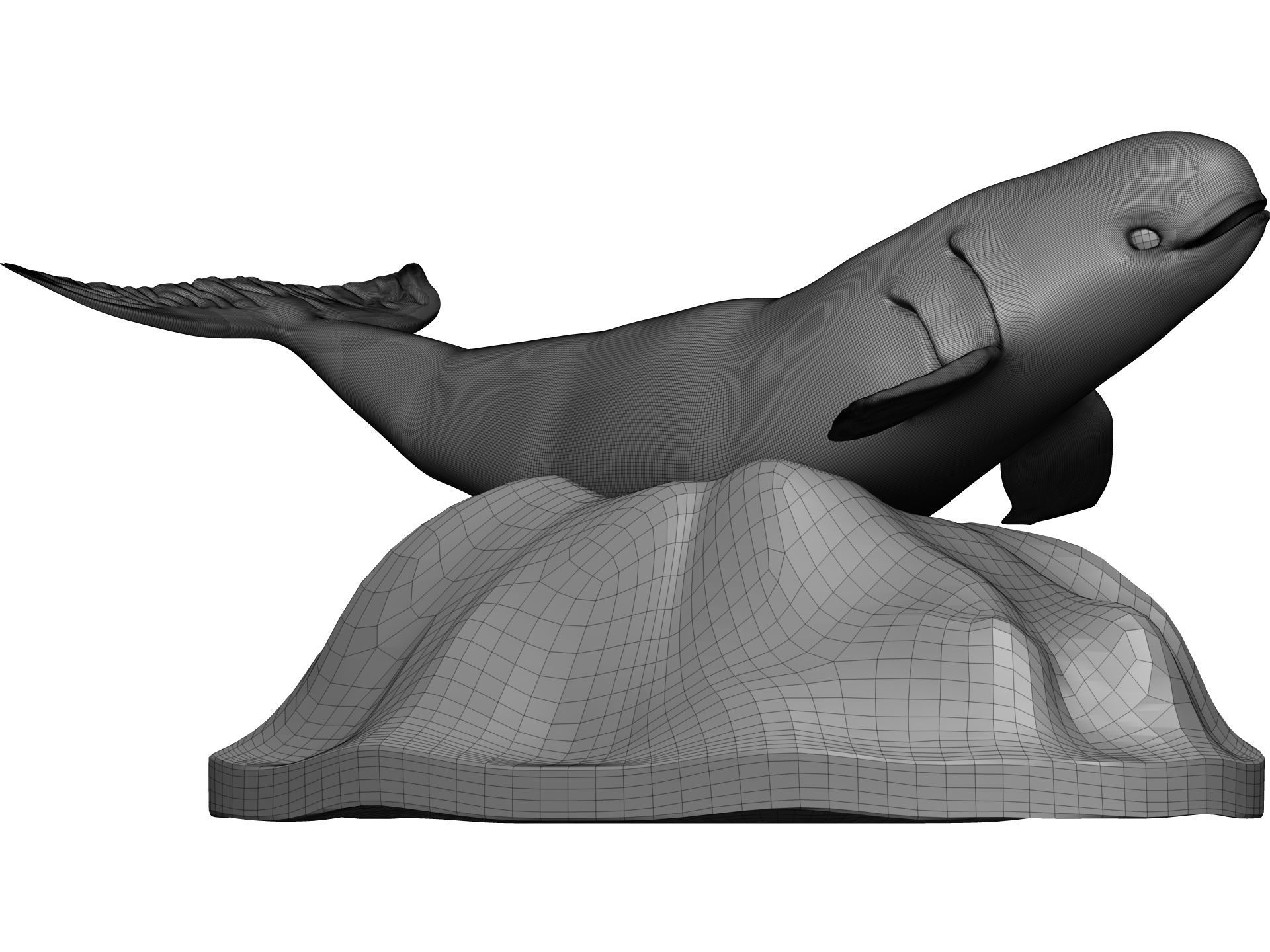 Whale 3D model_10