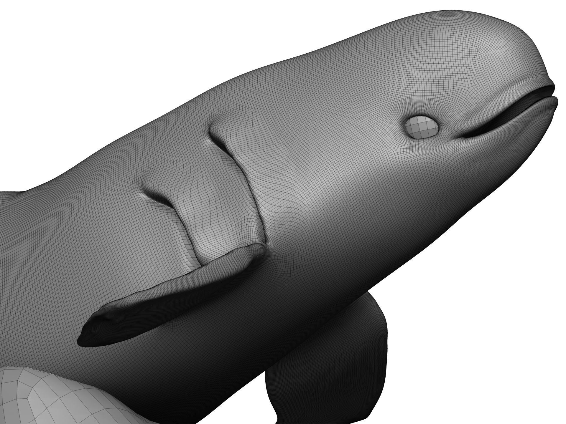 Whale 3D model_11