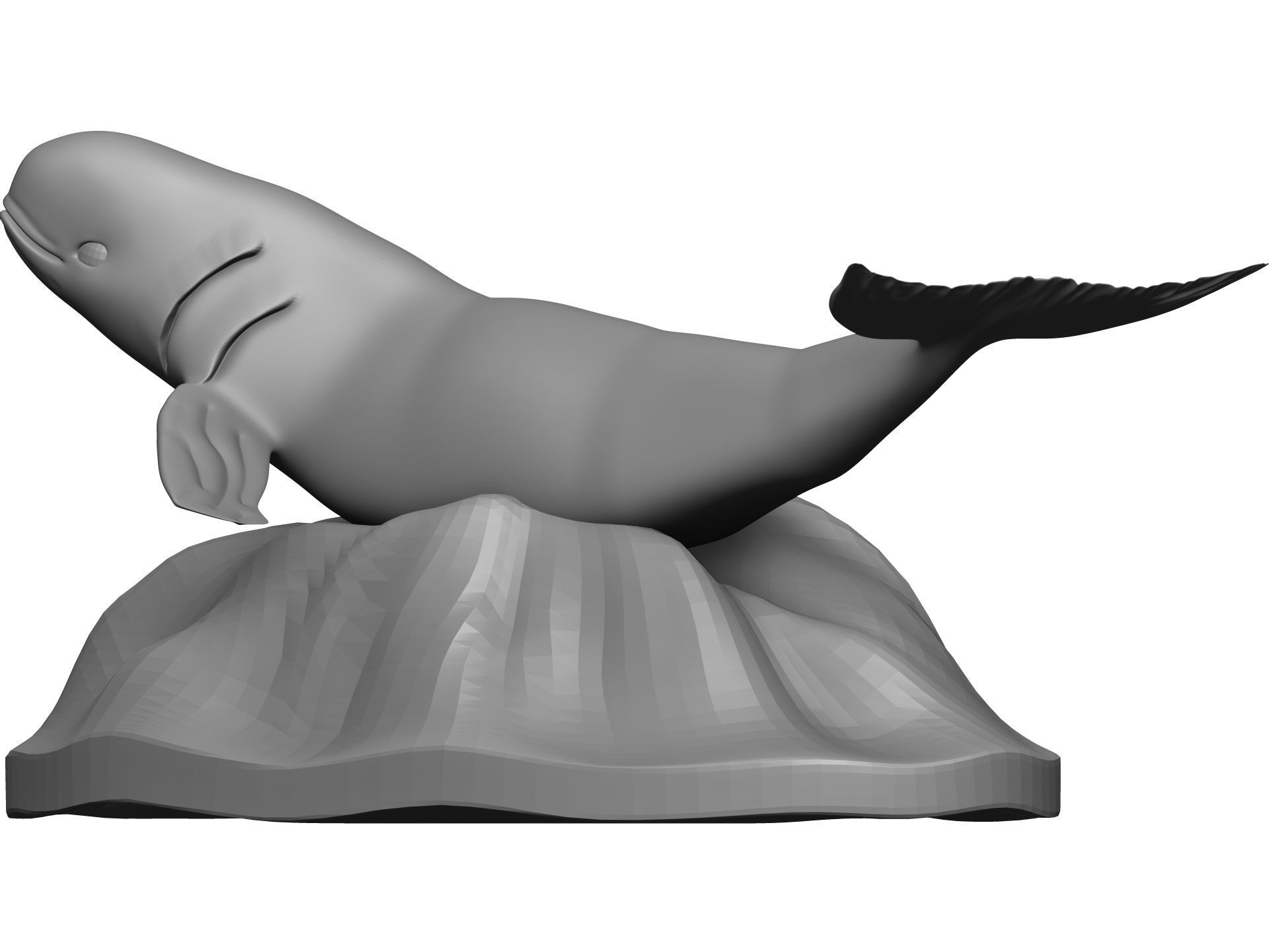 Whale 3D model_4