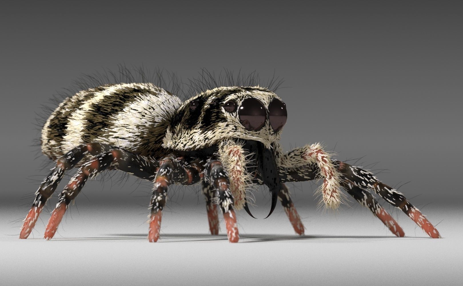 Zebra Jumping Spider 3D model_5