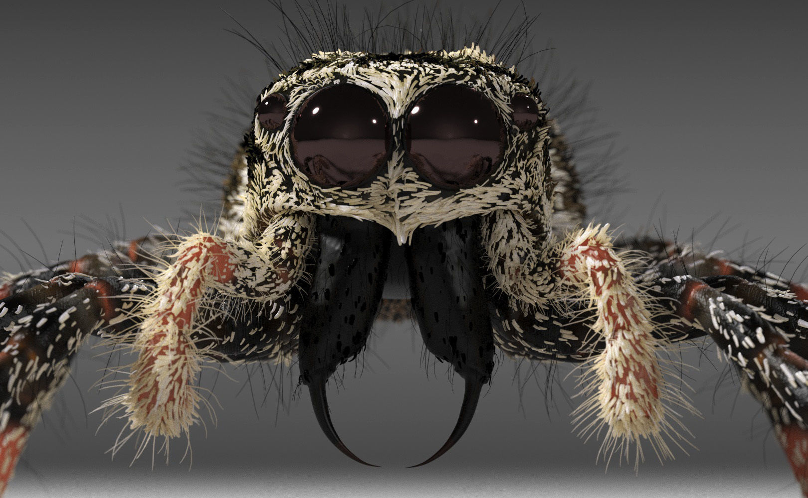 Zebra Jumping Spider 3D model_29