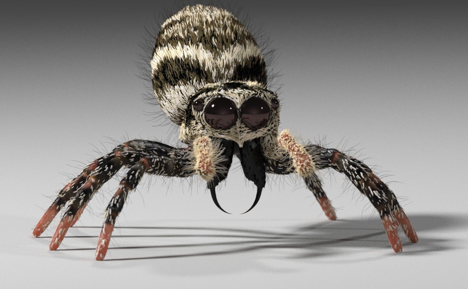 Zebra Jumping Spider 3D model_31