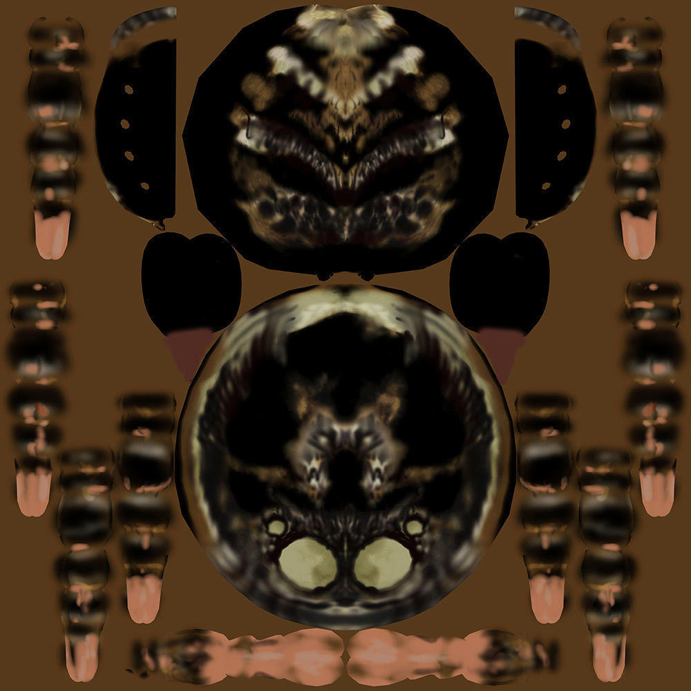 Zebra Jumping Spider 3D model_18