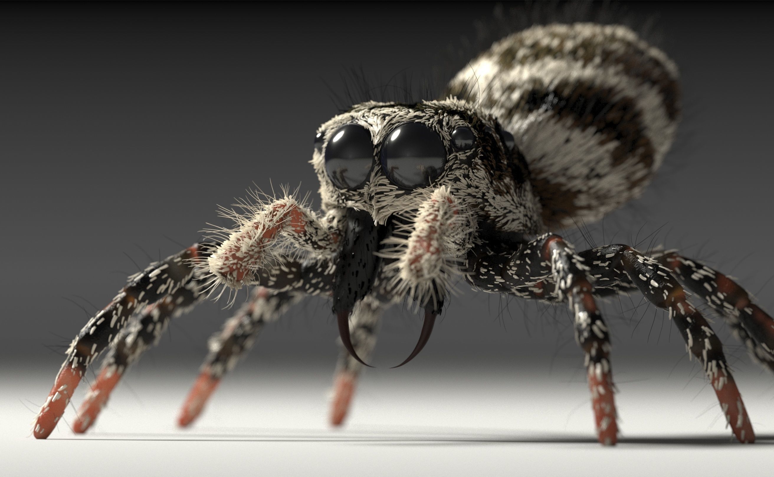 Zebra Jumping Spider 3D model_28