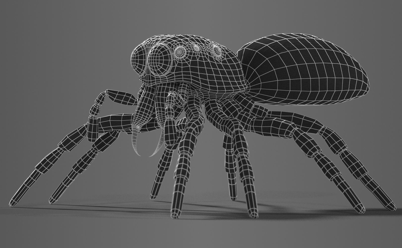 Zebra Jumping Spider 3D model_22