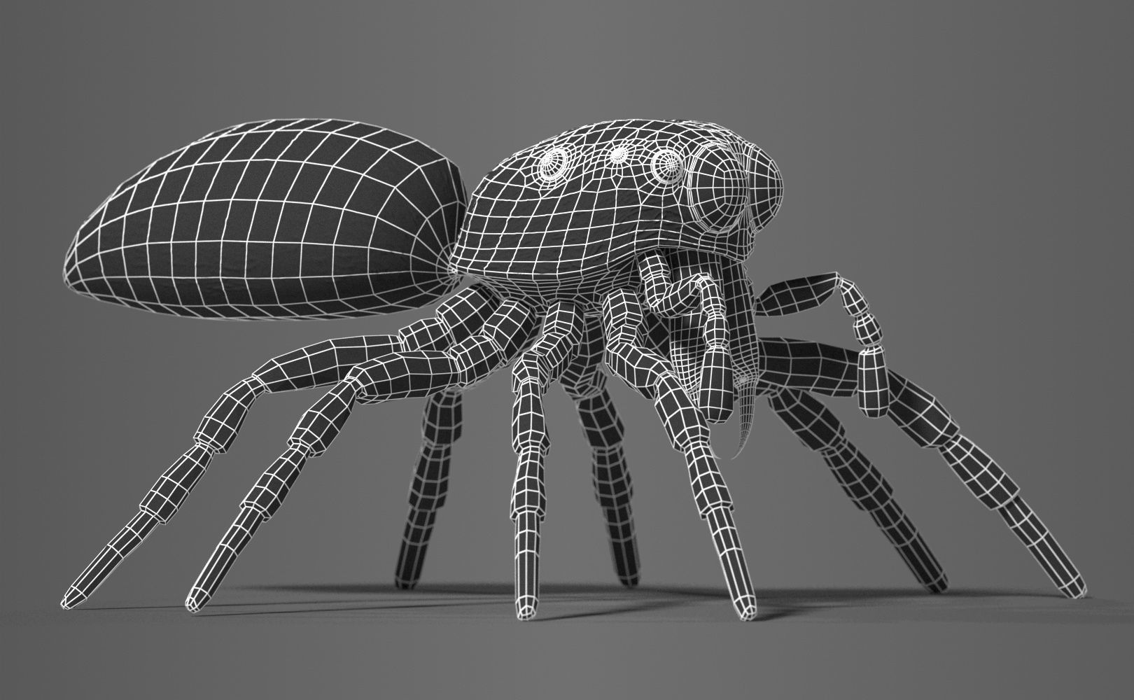 Zebra Jumping Spider 3D model_9