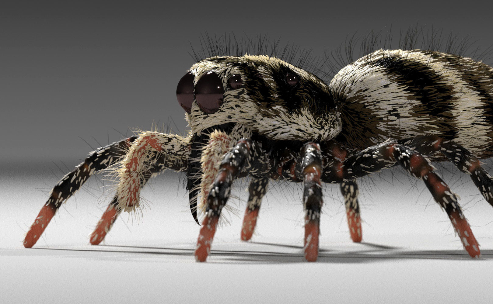 Zebra Jumping Spider 3D model_27