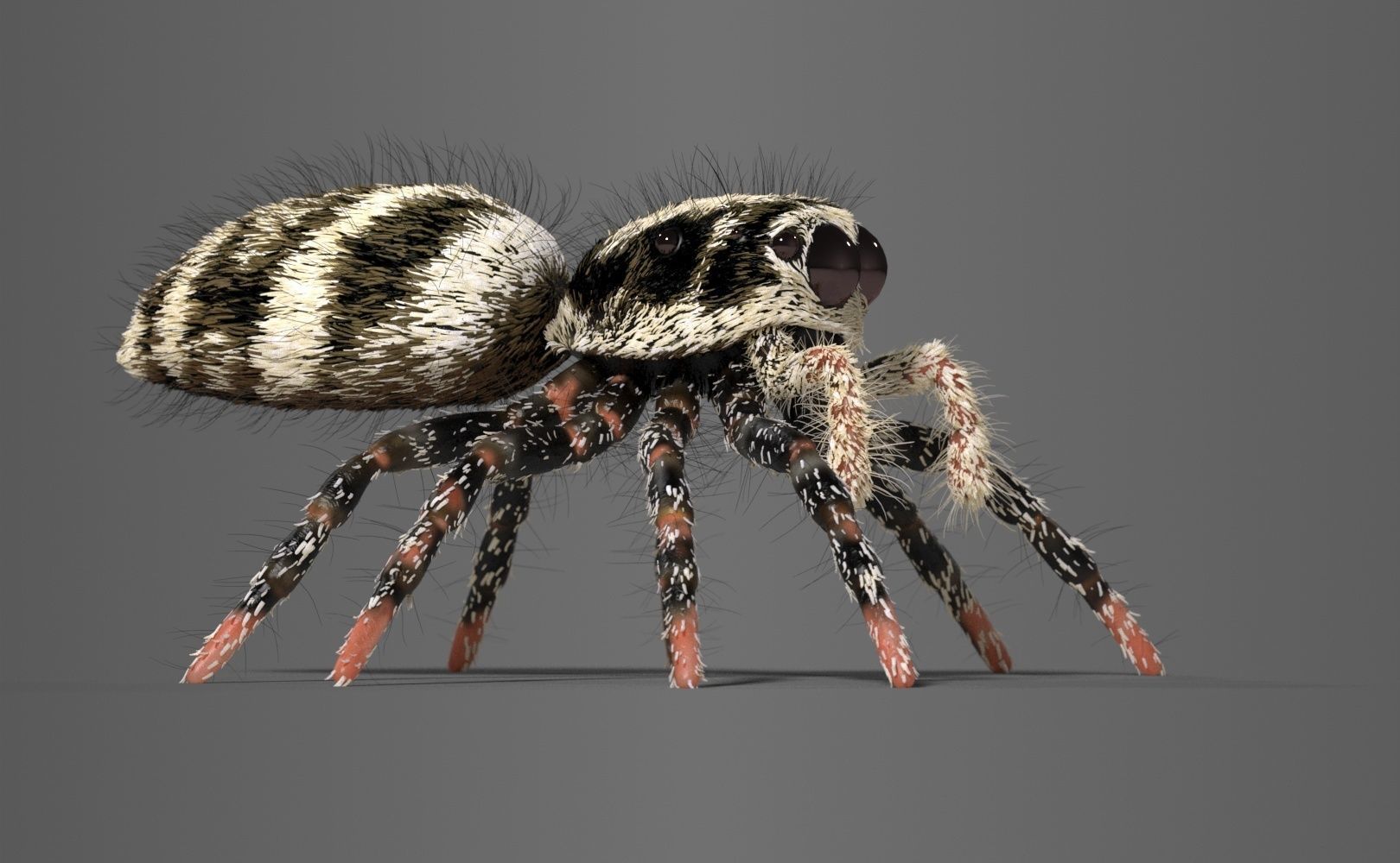 Zebra Jumping Spider 3D model_23