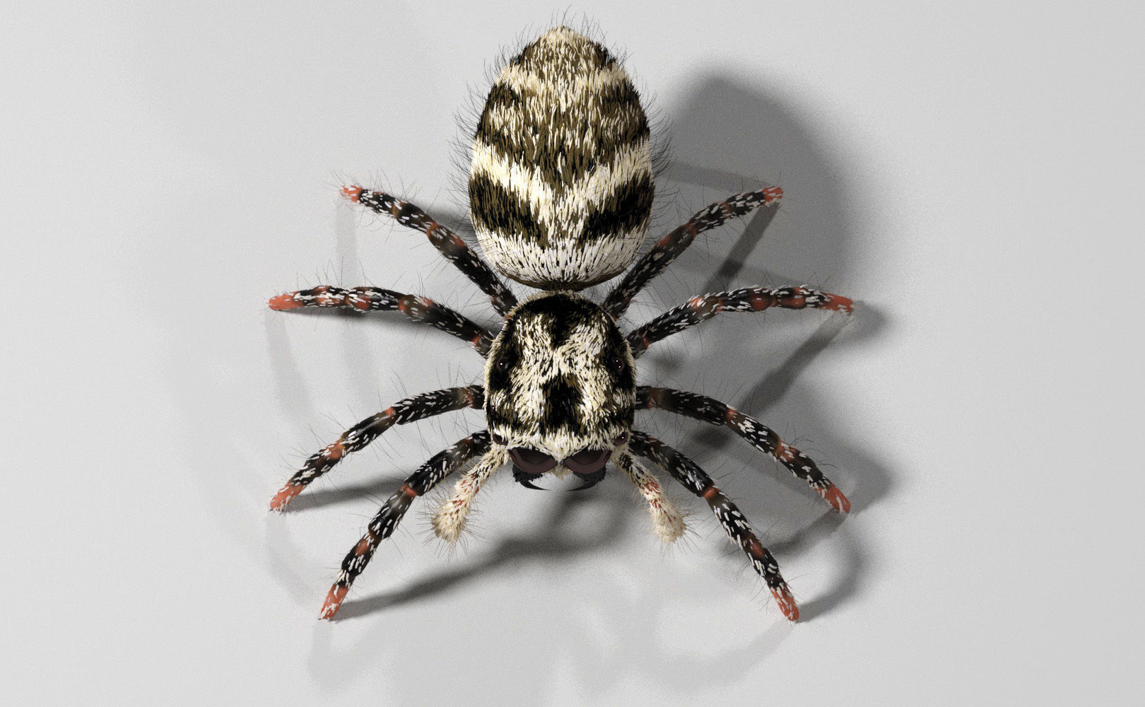 Zebra Jumping Spider 3D model_14