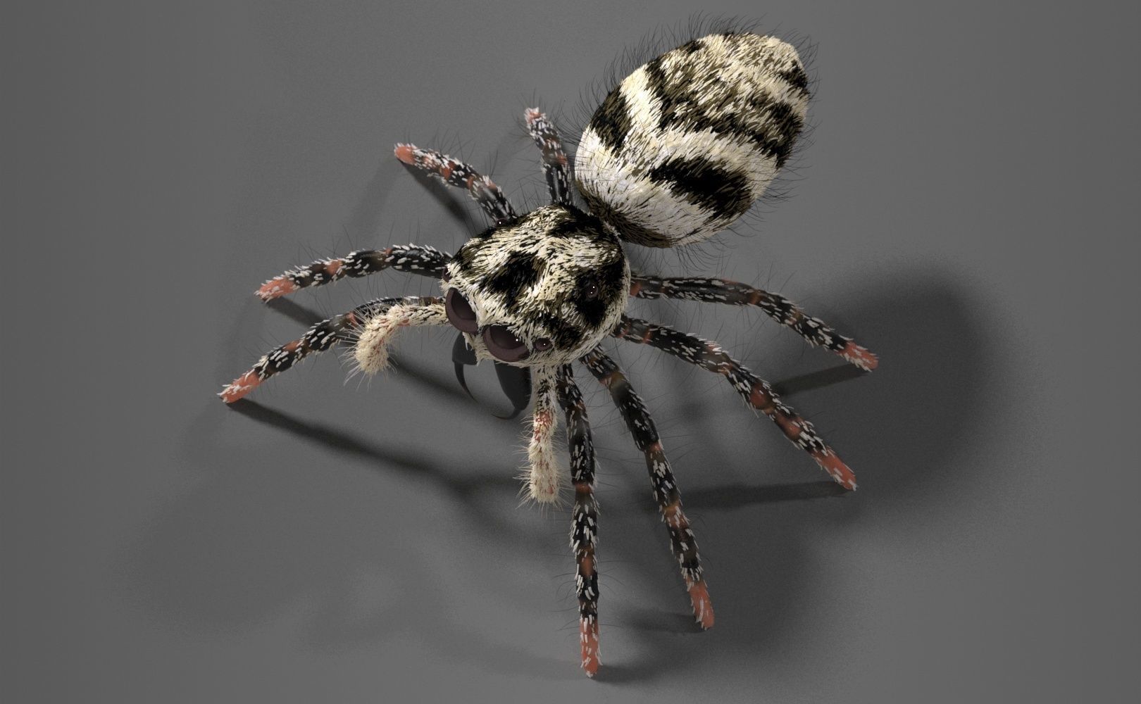 Zebra Jumping Spider 3D model_12