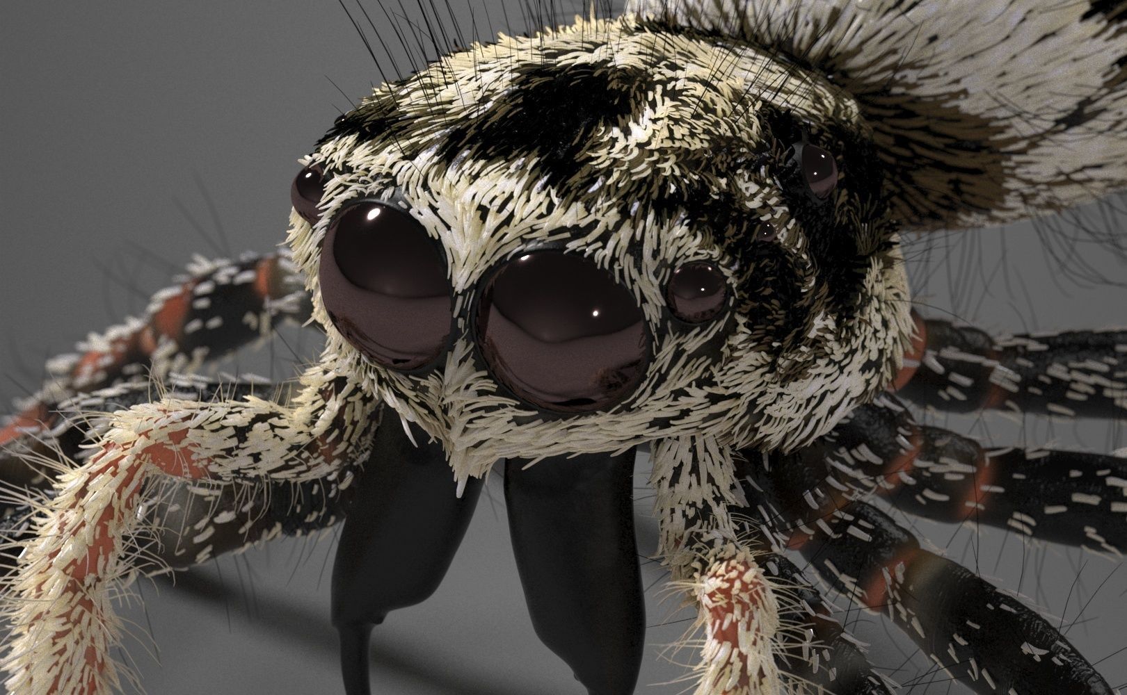 Zebra Jumping Spider 3D model_19
