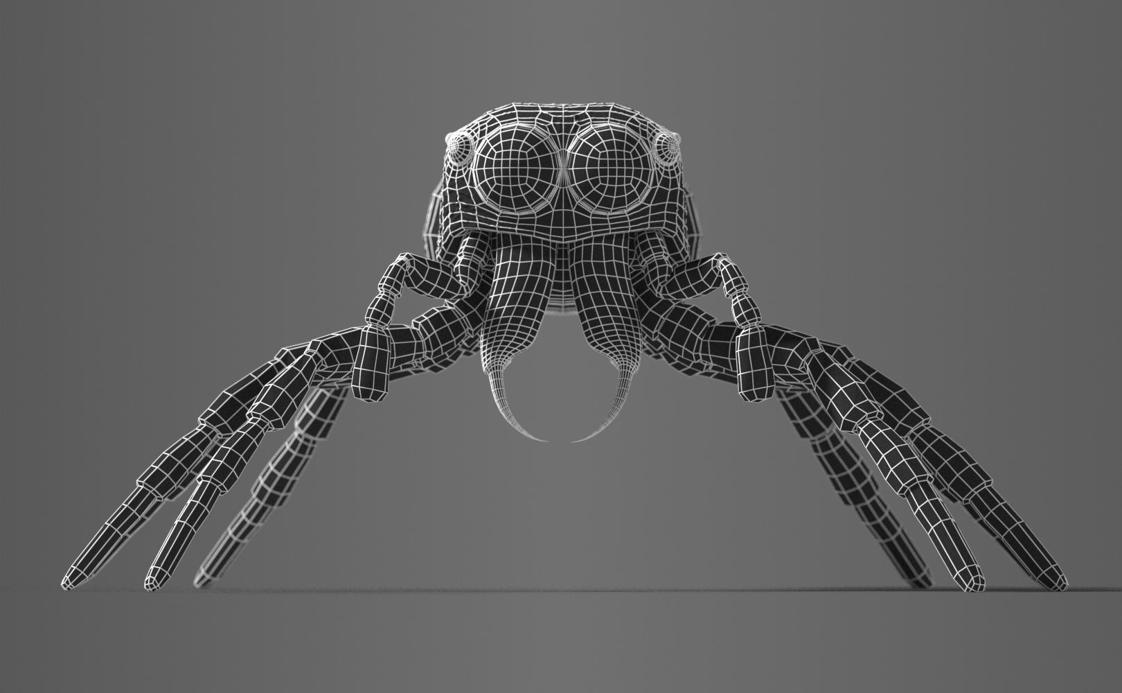 Zebra Jumping Spider 3D model_11