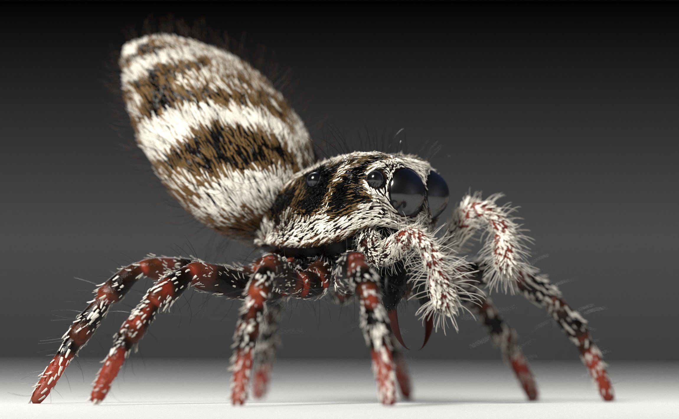 Zebra Jumping Spider 3D model_4