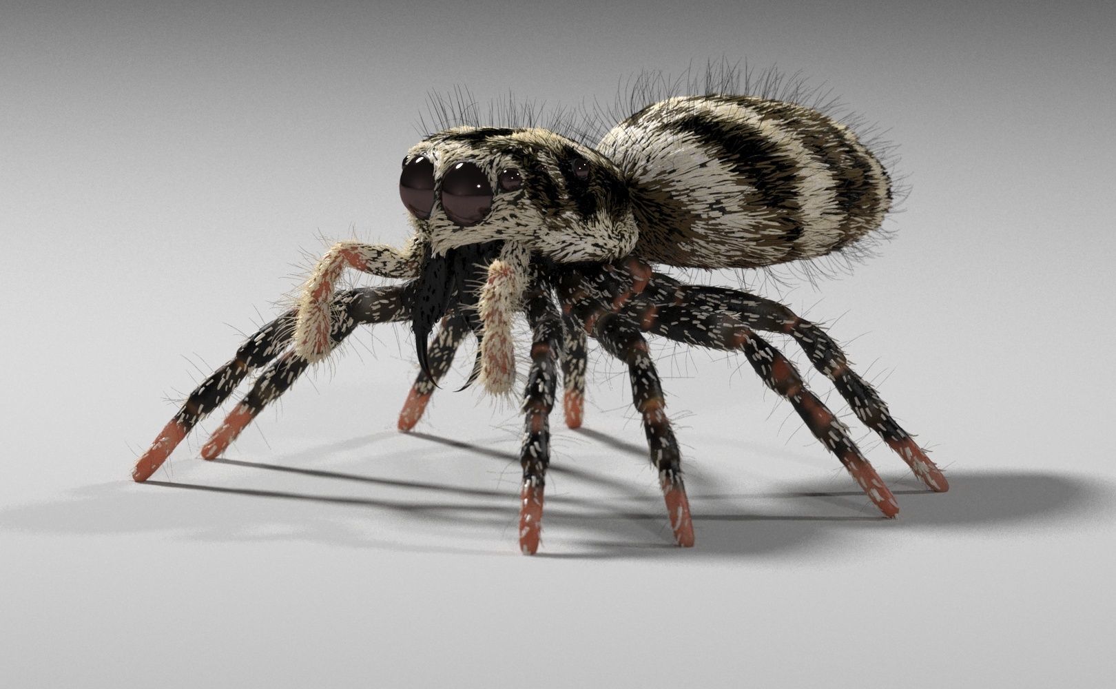 Zebra Jumping Spider 3D model_26
