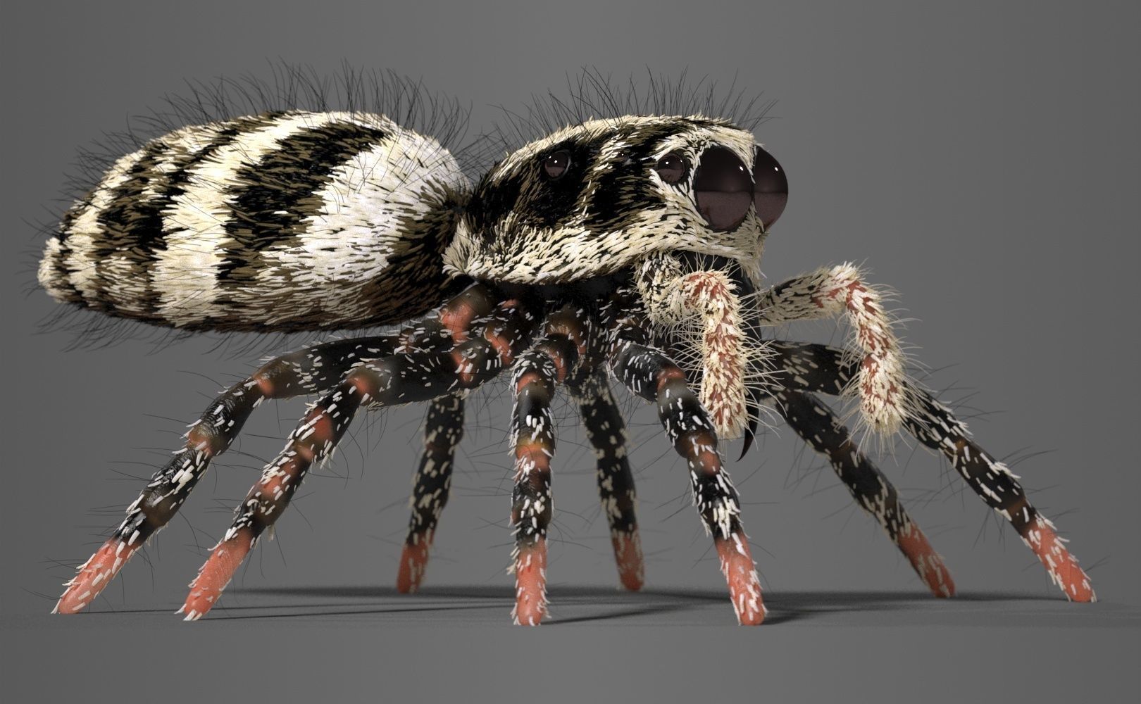 Zebra Jumping Spider 3D model_2