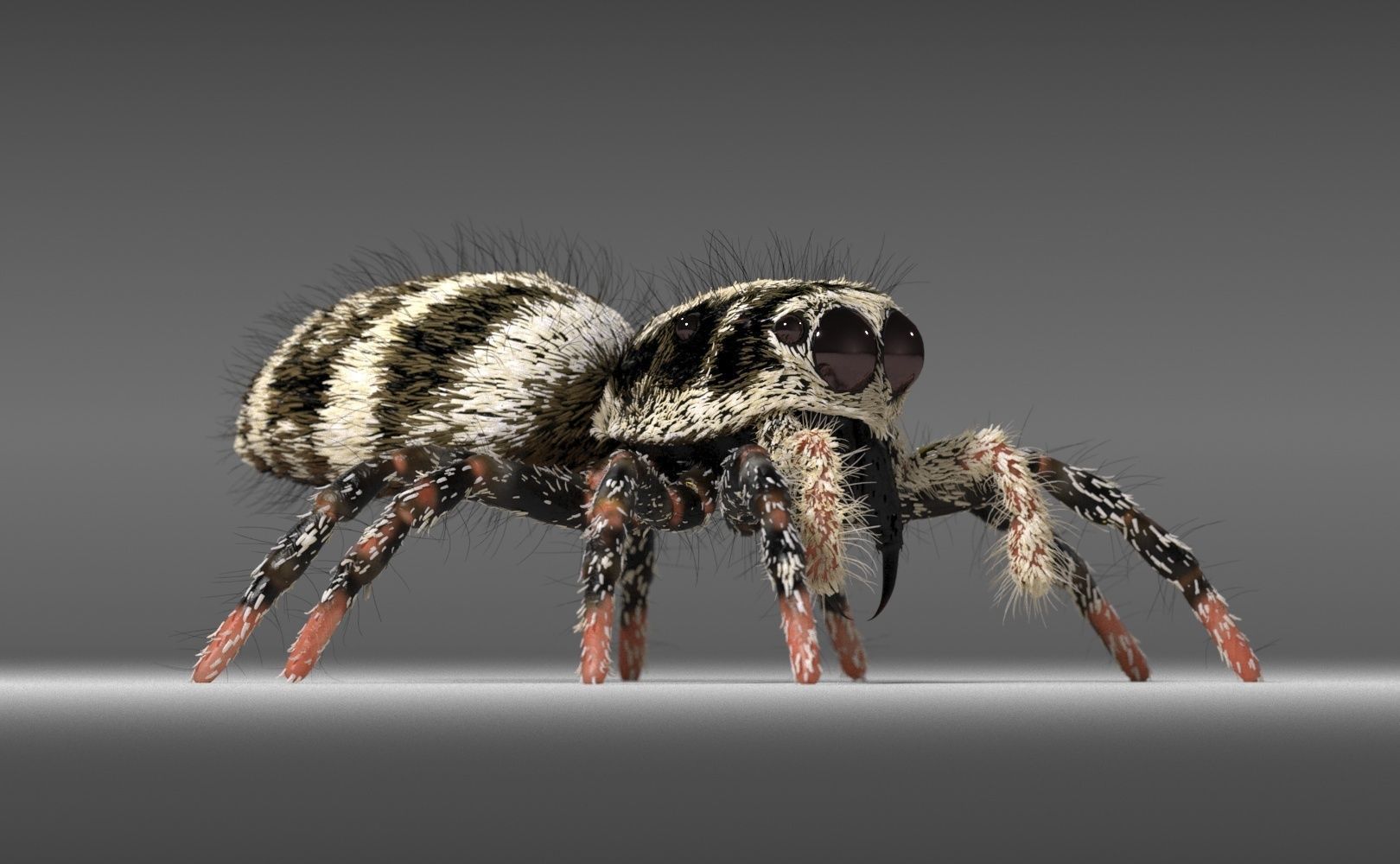 Zebra Jumping Spider 3D model_24